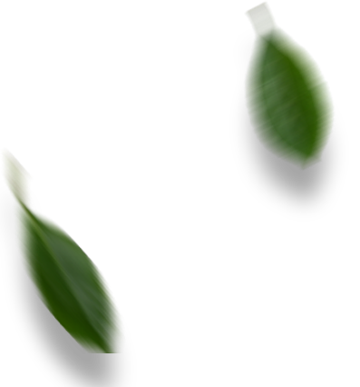 nunes_site_botanic_folhas